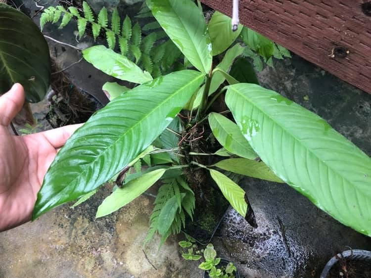 Rhodospatha aff wenlandii