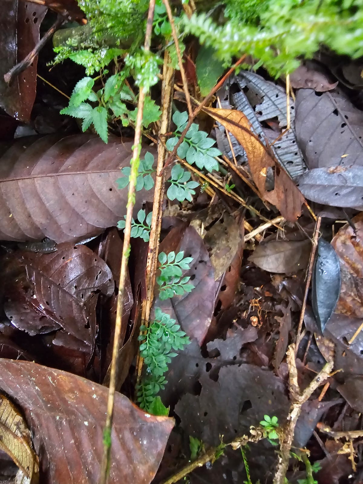 Asplenium holophlebium