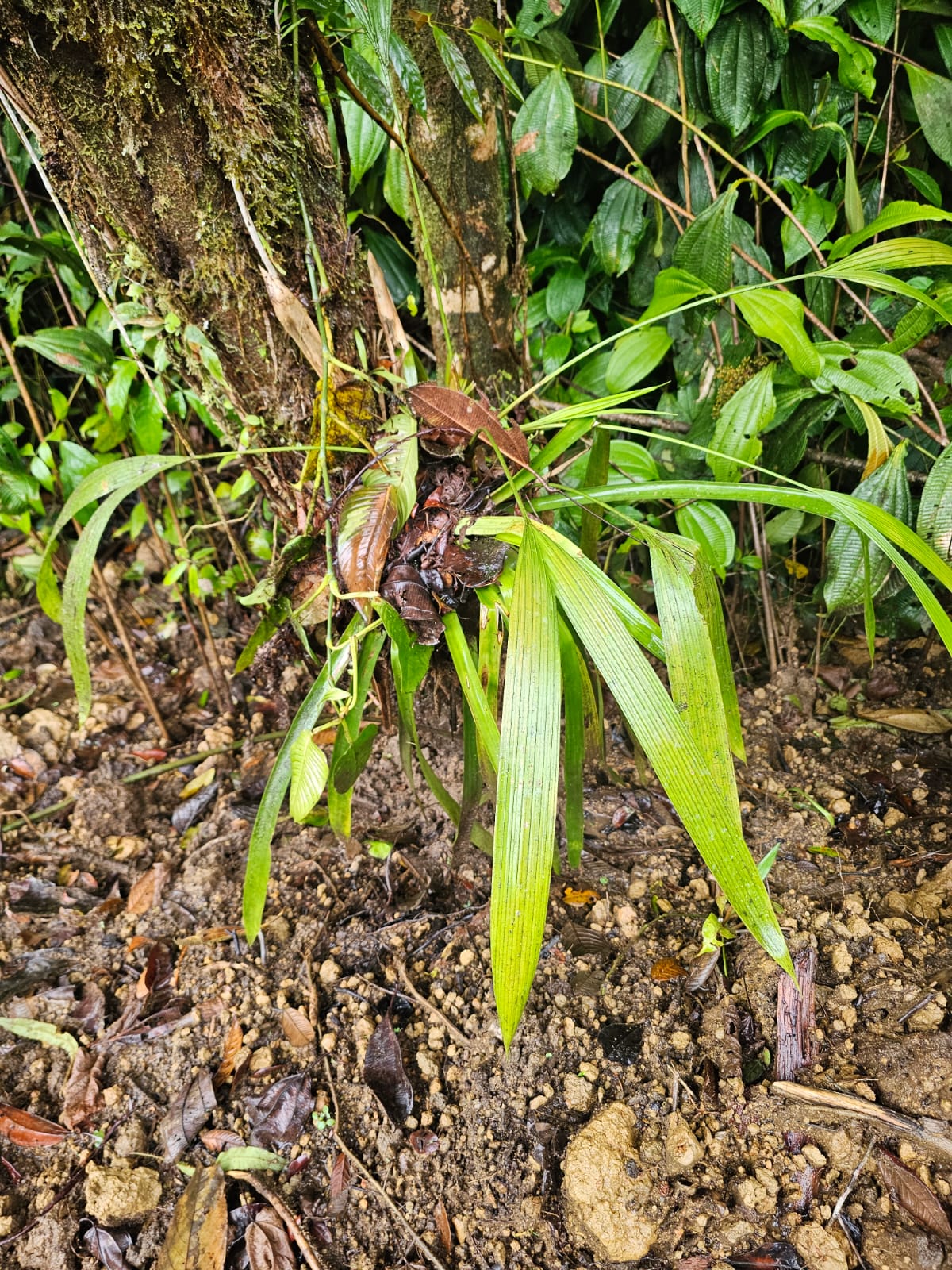 Sphaeradenia sp Lita 2