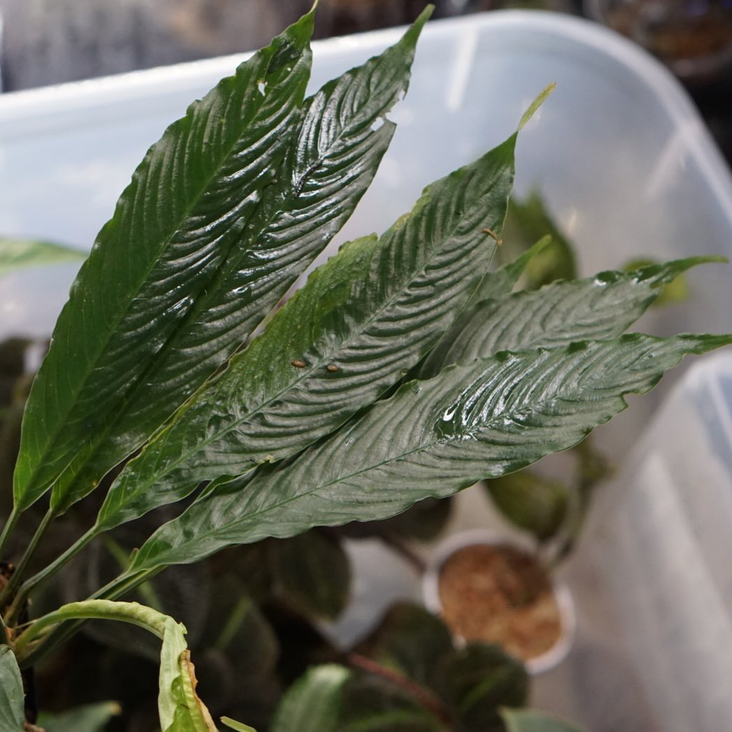 Schismatoglottis gui