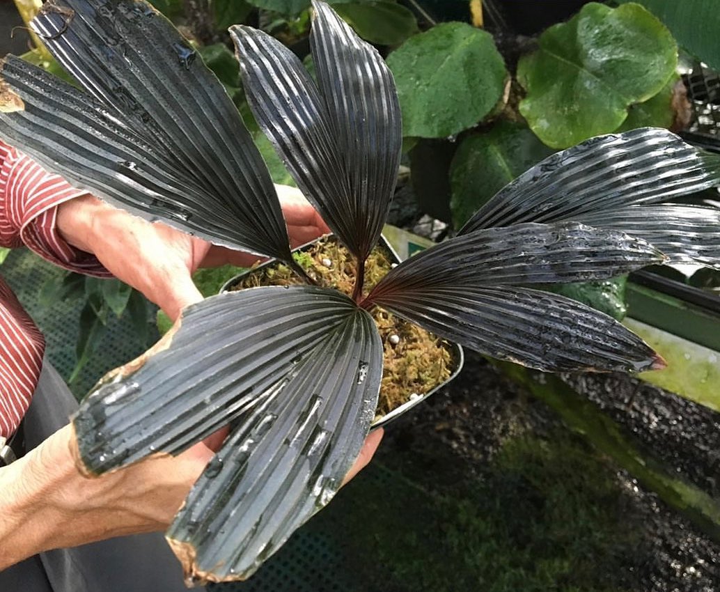 Dicranopygium 'Guna Yala' (seedlings)