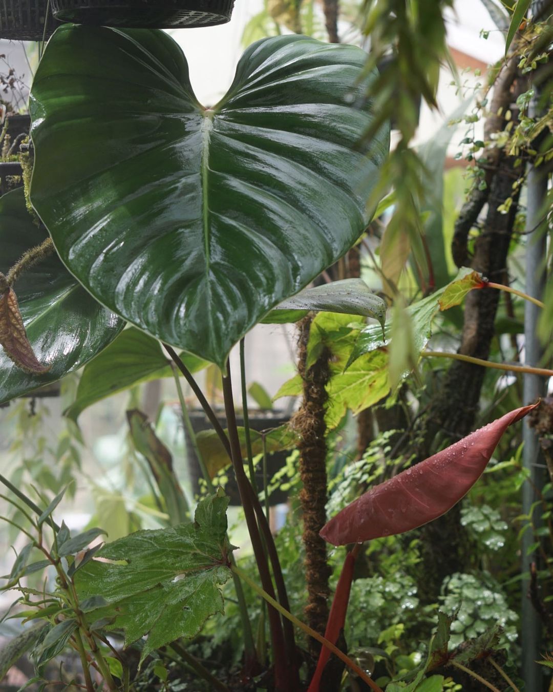 Philodendron lynamii