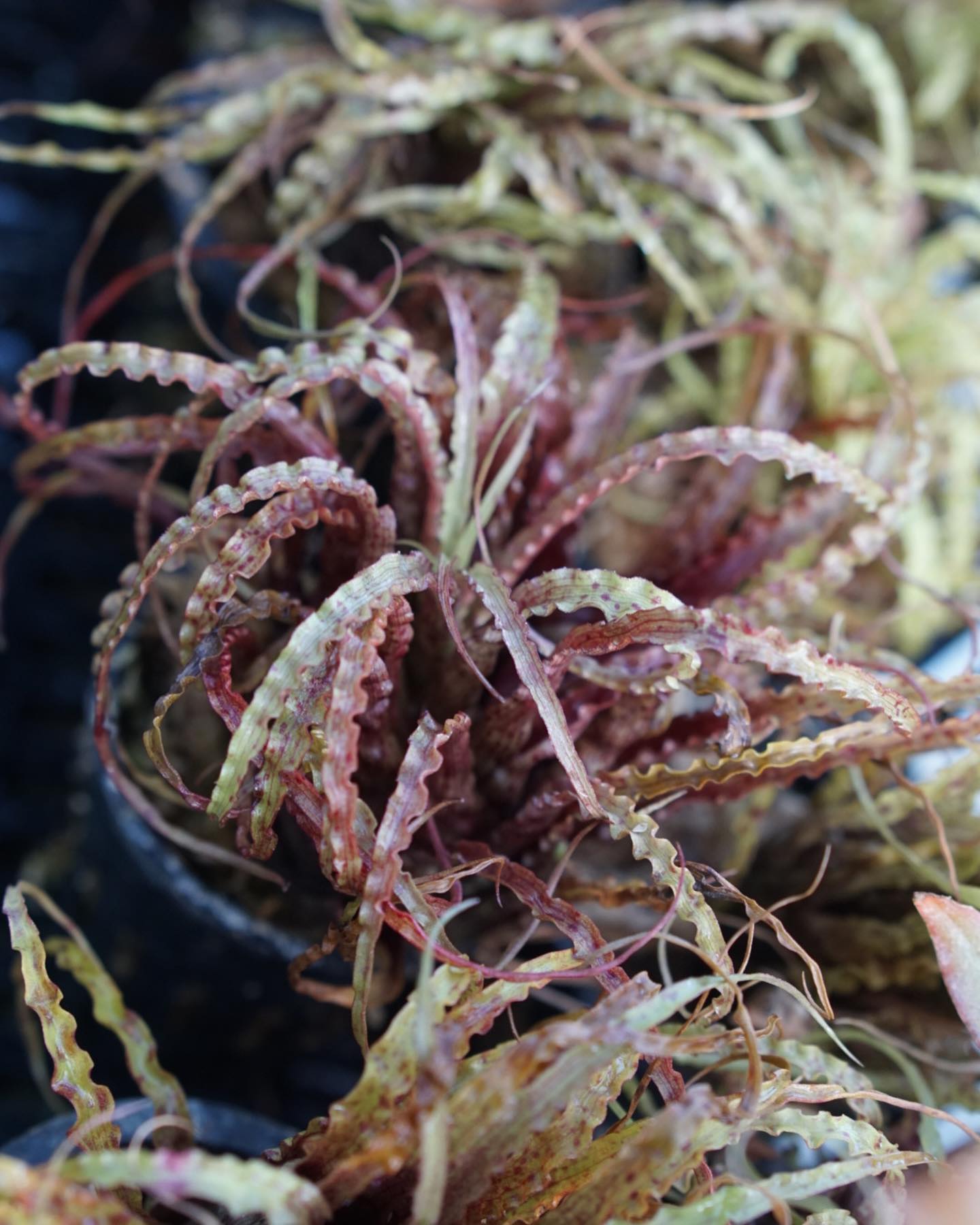 Racinaea crispa (dark variant)