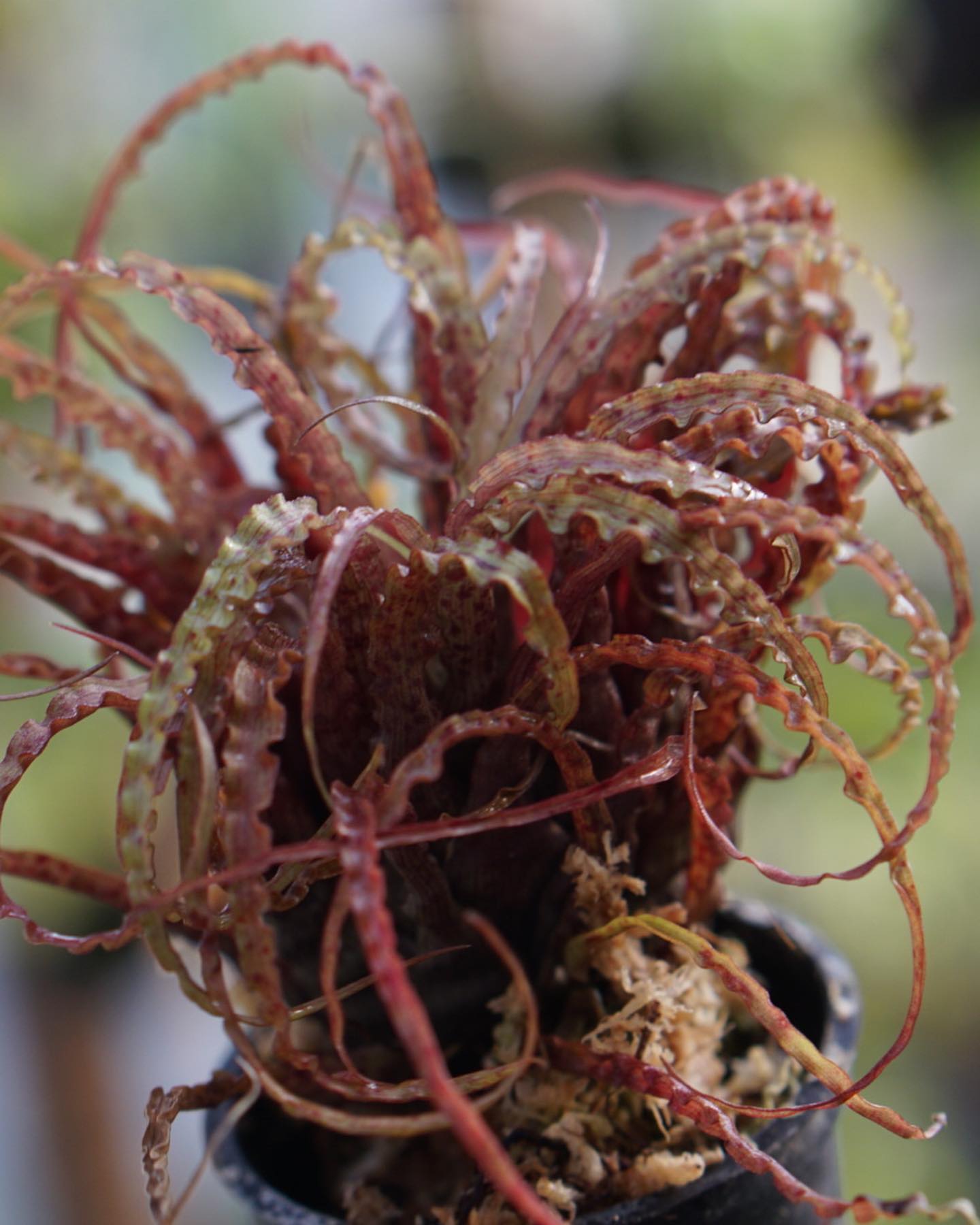 Racinaea crispa (dark variant)
