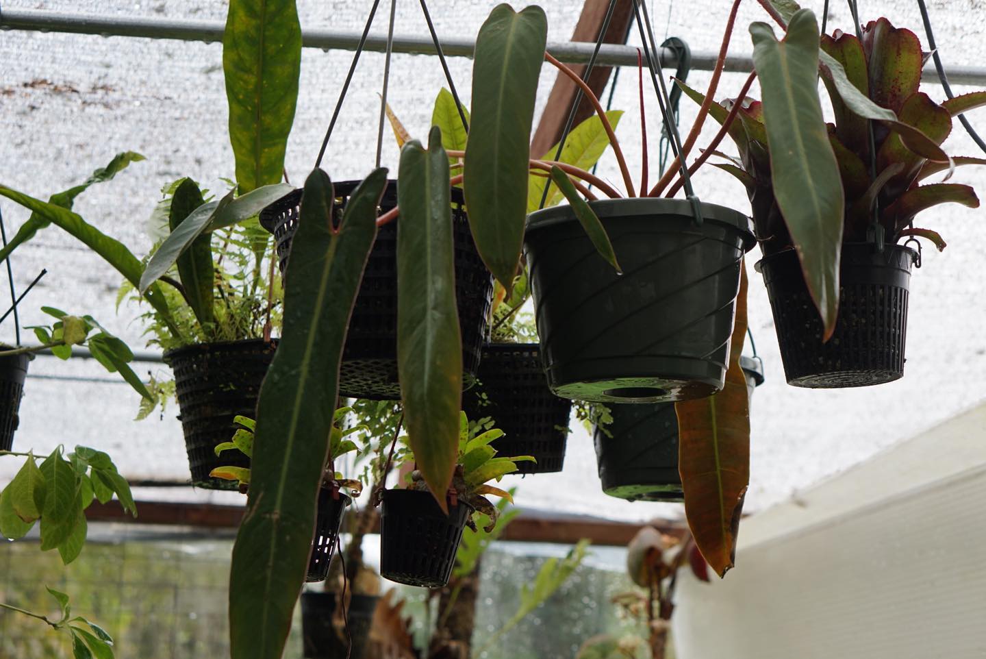 Philodendron spiritus-sancti (large)