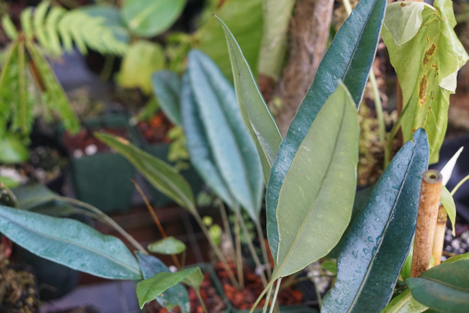 Elaphoglossum metallicum